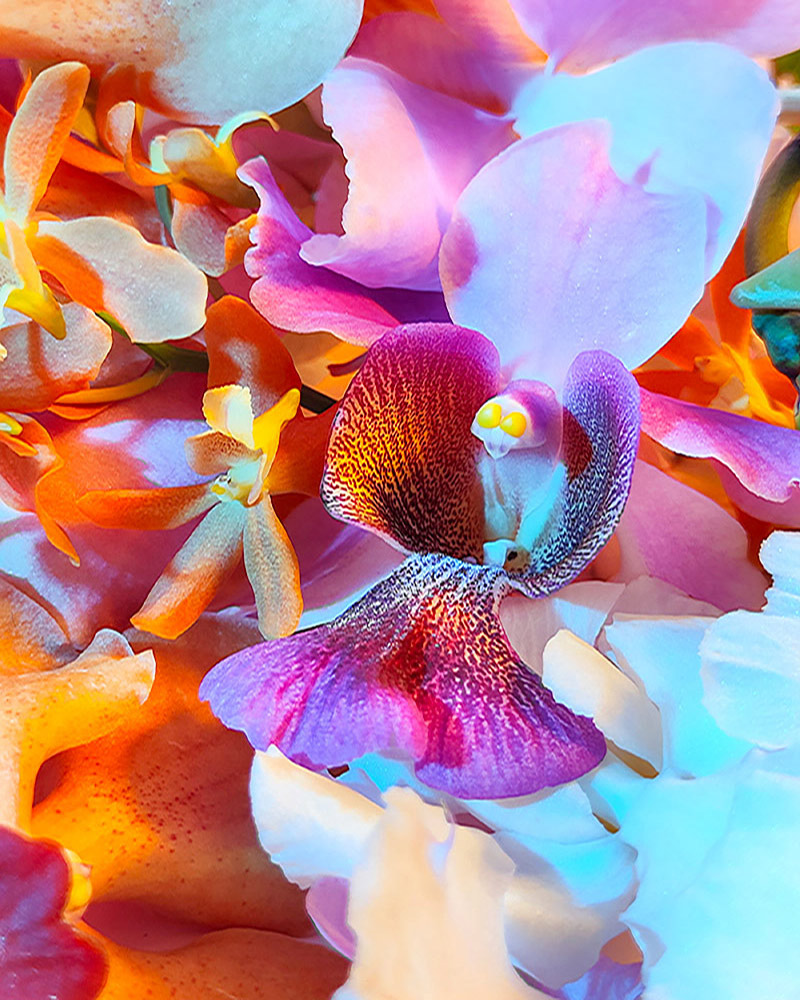 An image from Wilfred’s ‘Garden City’ series