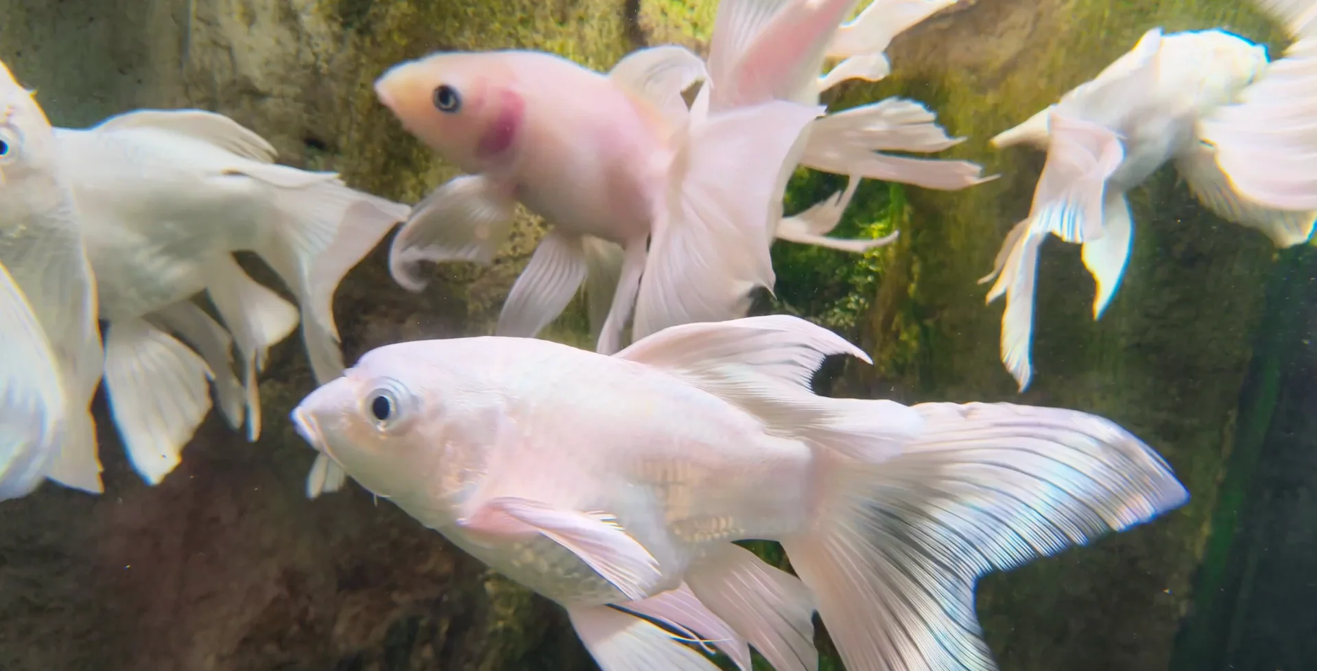 Underwater 4K Video Banner