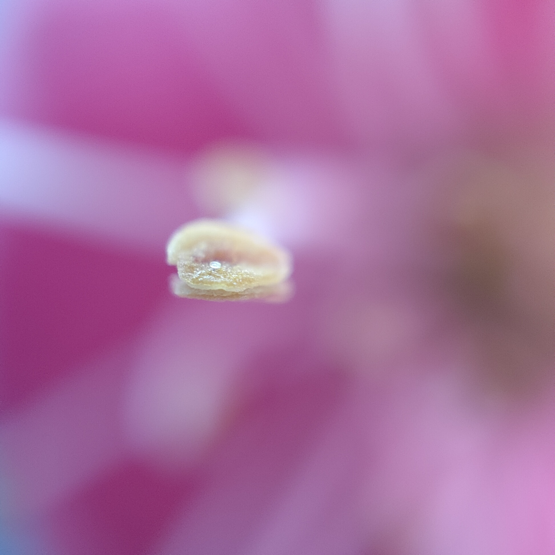 OPPO Find X3 Pro - Microlens - Bloem stamper