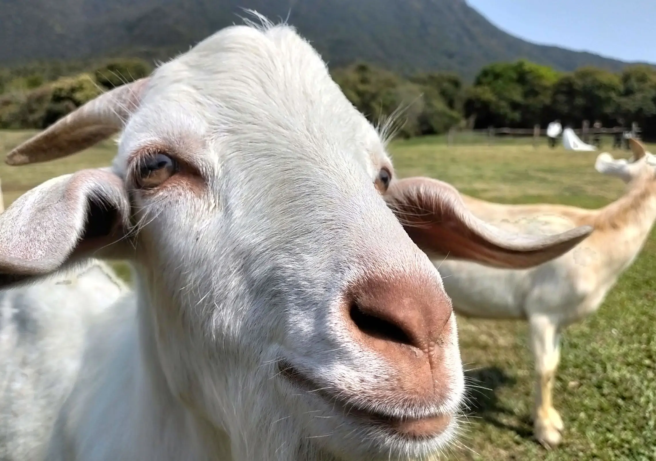 OPPO A5x Ultra Clear 32MP Camera 2