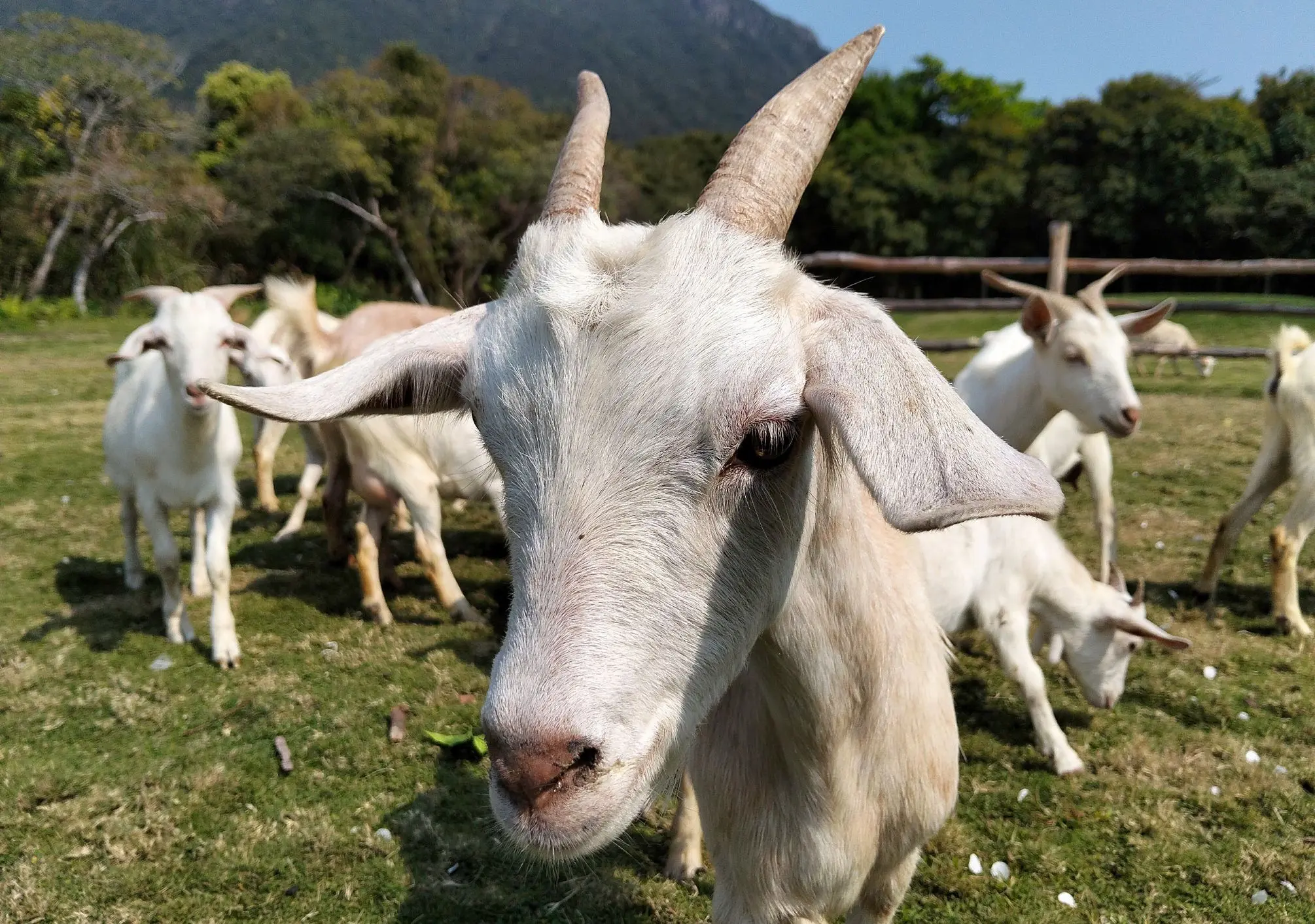 OPPO A5 50MP Ultra-Clear Camera 2