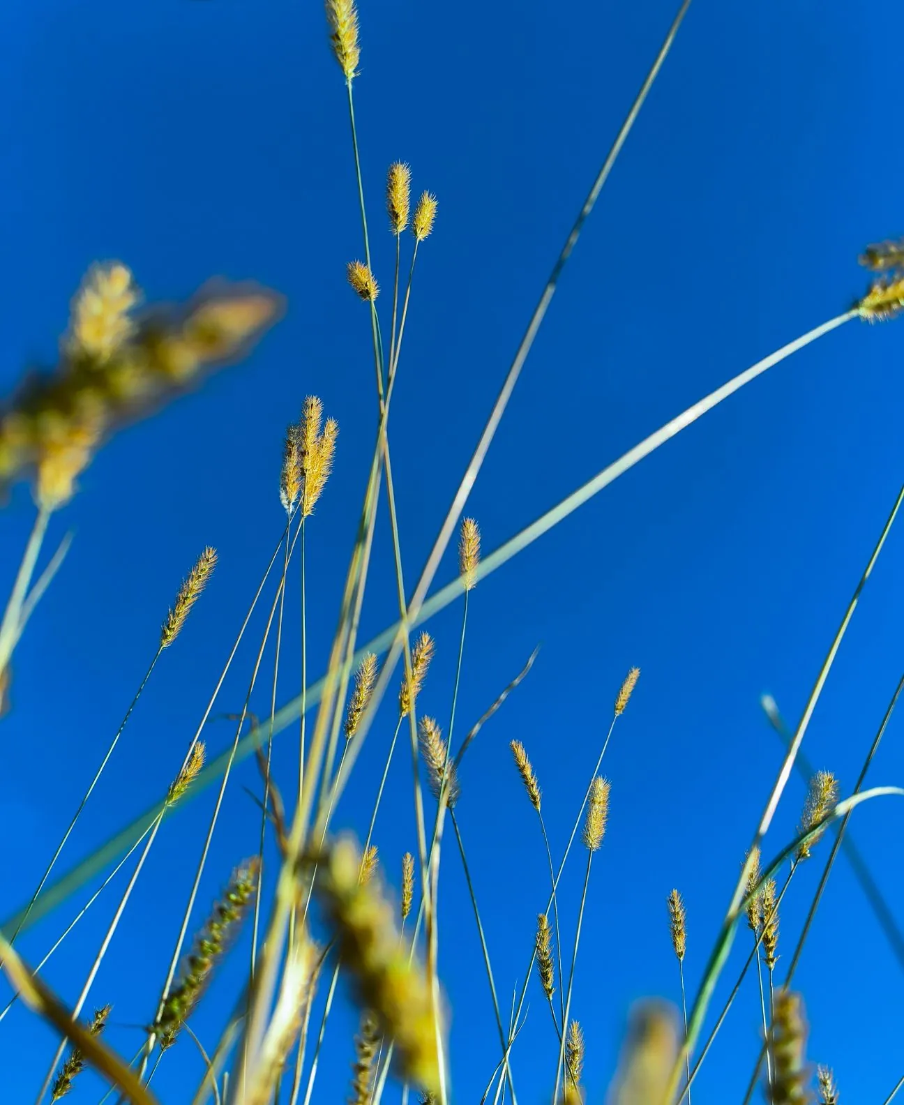 Hasselblad Camera for Mobile