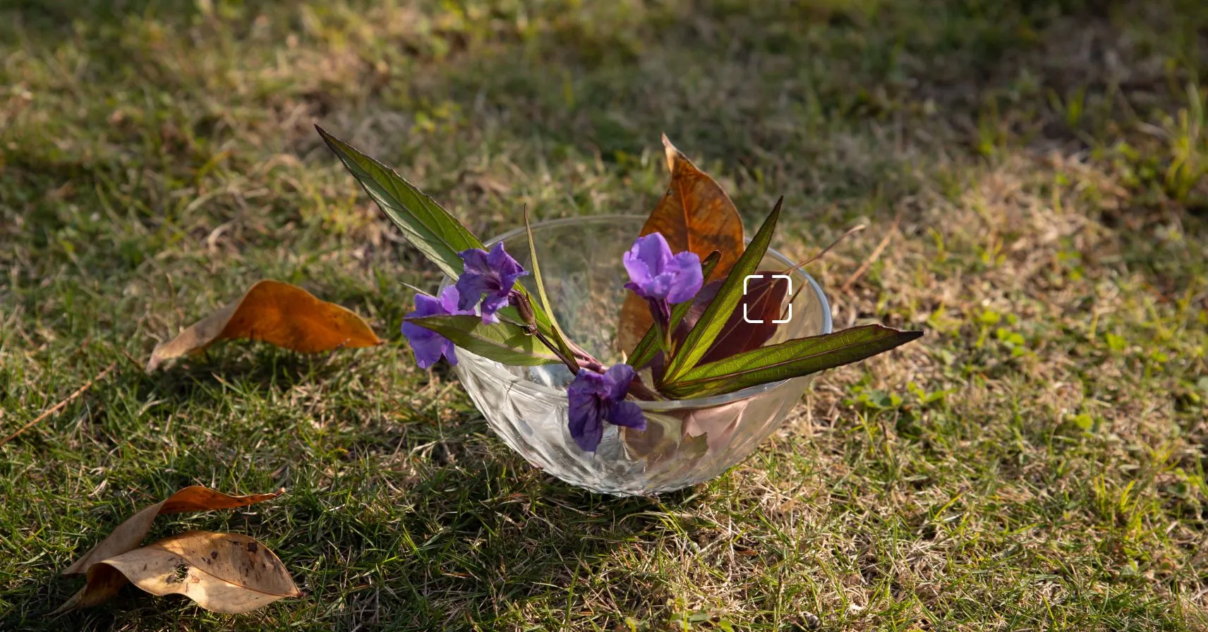 صورة العدسات الدقيقة