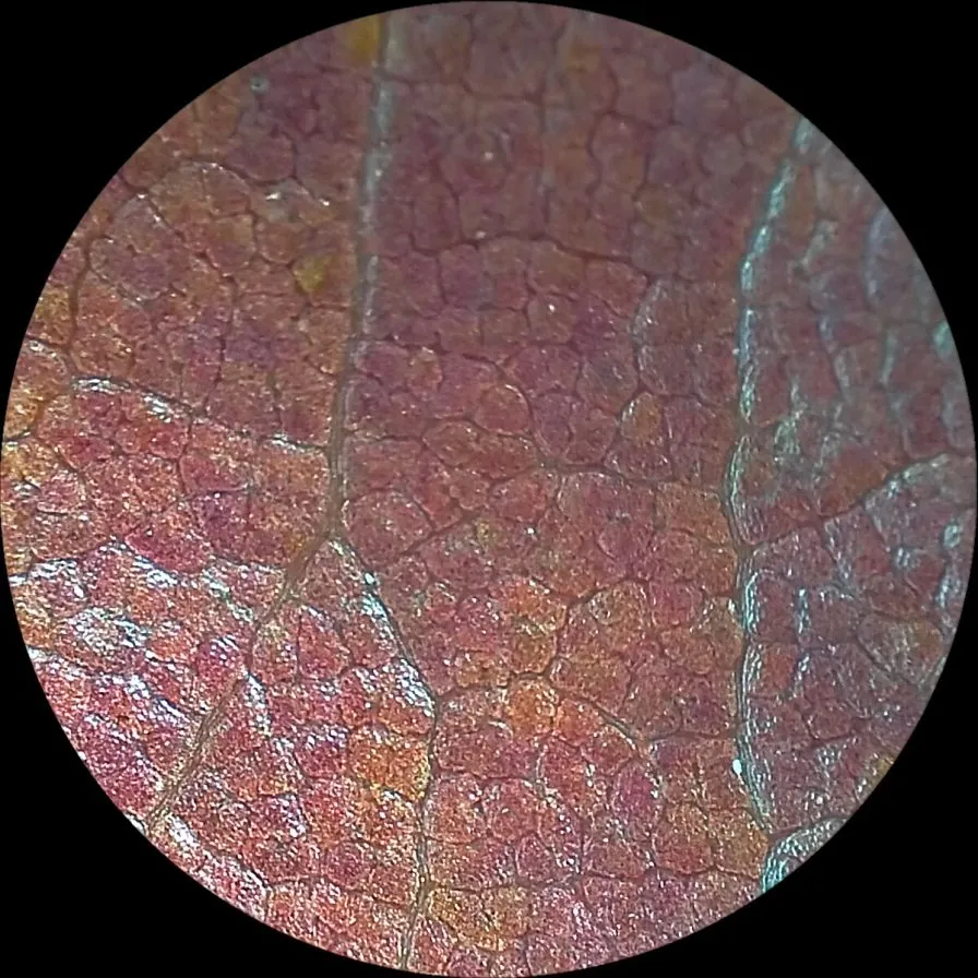 Microlens Image