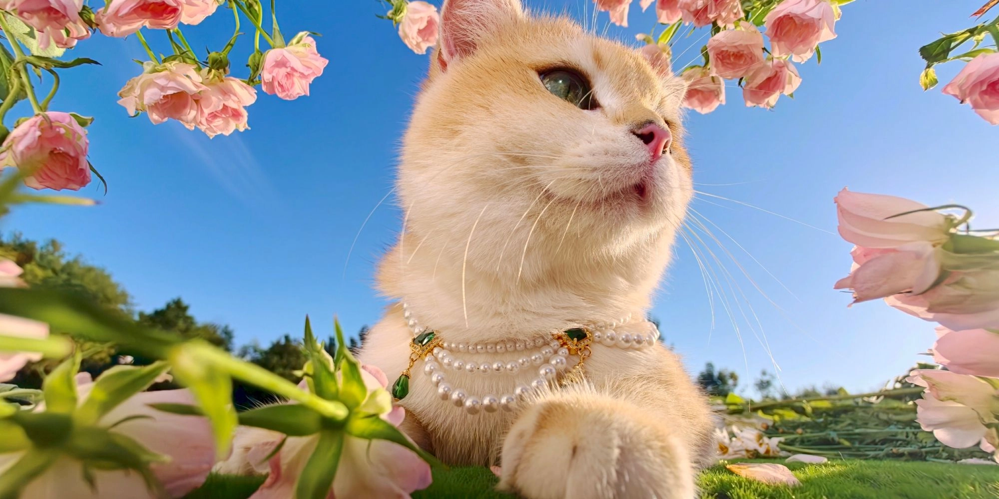 OPPO Find X10 Series campaign photograph of a cream-coloured cat among pink roses and green foliage