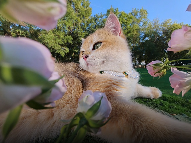 Detailed photo of a cat with a pearl necklace and green eyes, showing the macro photography of the Find X10 Pro Max