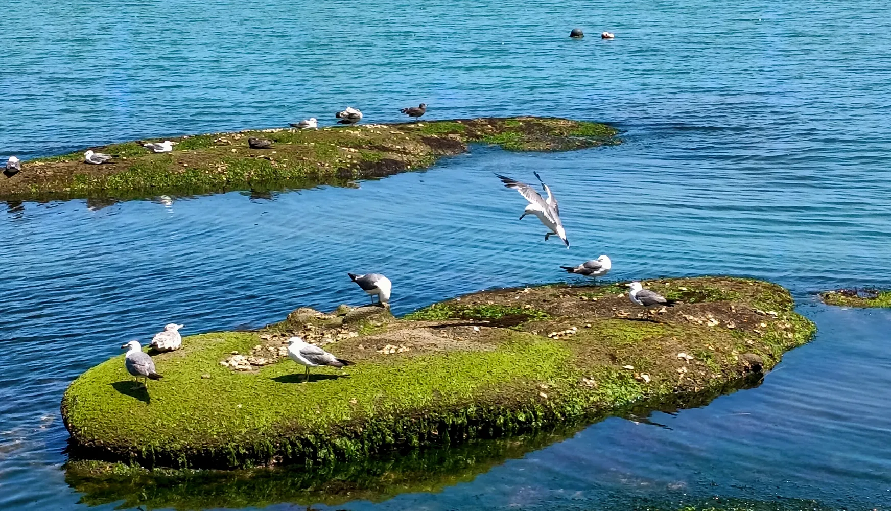 Coastal birds and rocks in an OPPO A7 Pro 5G camera showcase image