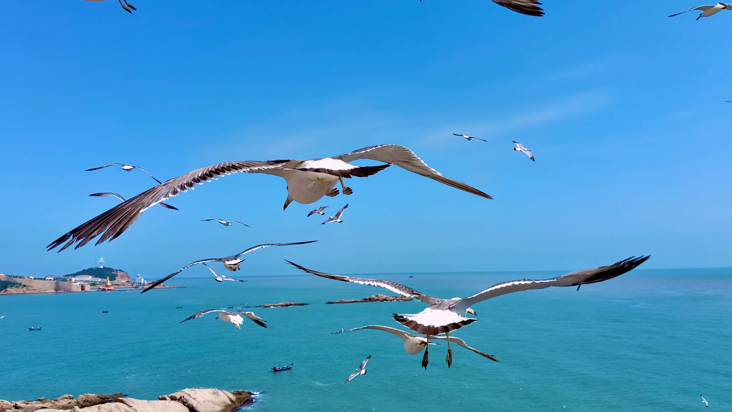 OPPO-provided outdoor camera example featuring flying seagulls